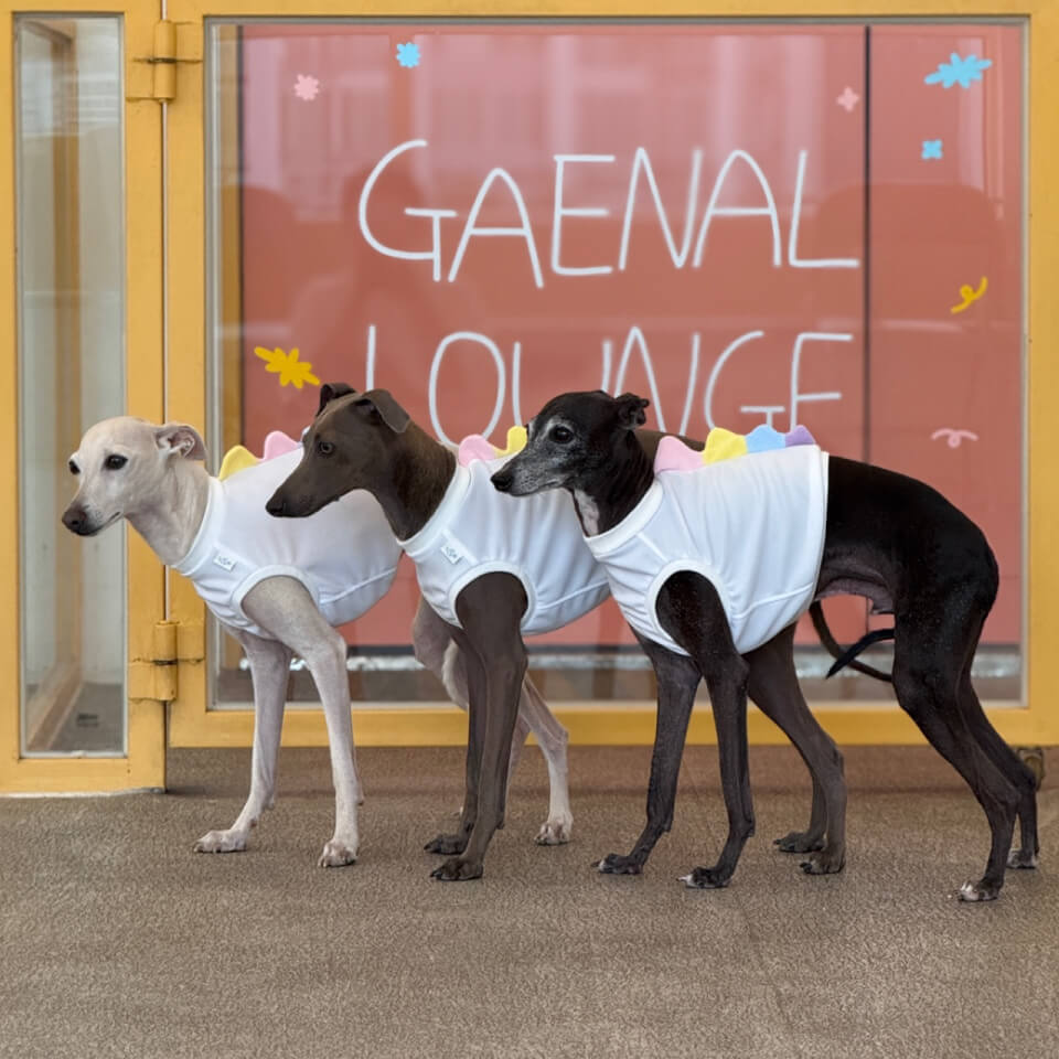 SOSOHANZI(ソソハンジ)】ディノ ラッシュガード ノースリーブ《全