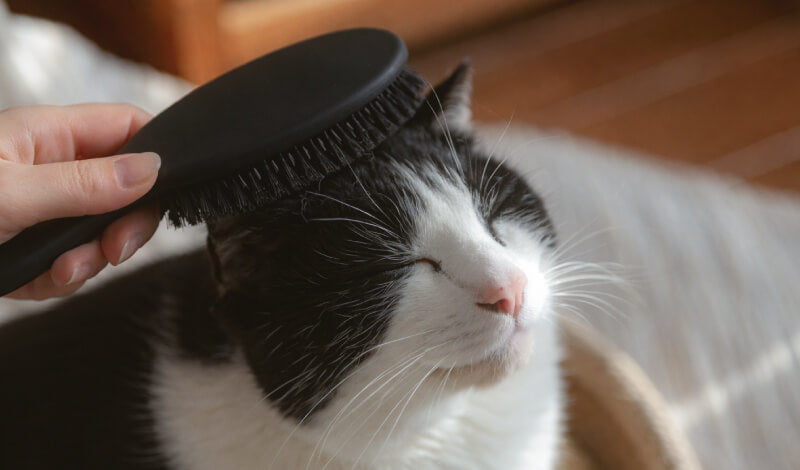 愛猫のQOLを上げるブラッシング｜その理由とやさしいケアのすすめ