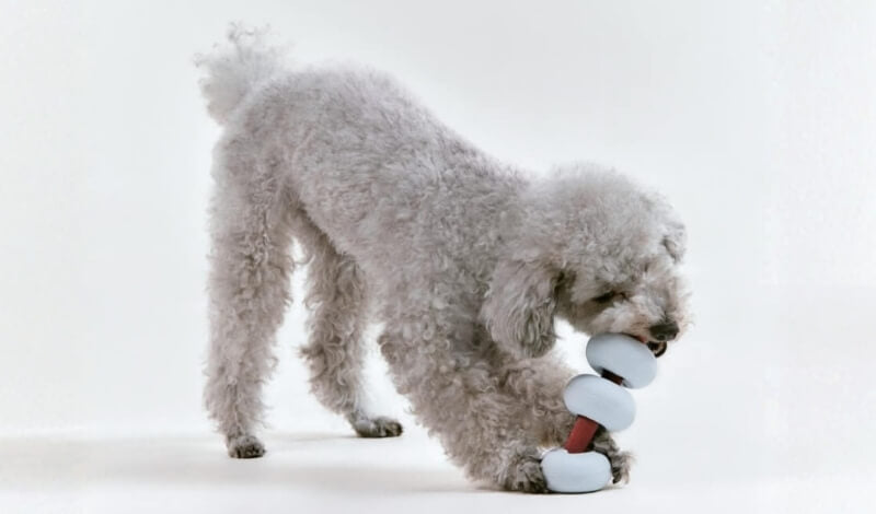 ノーズワークってどんな遊び？おうち時間がもっと楽しくなる知育トイ