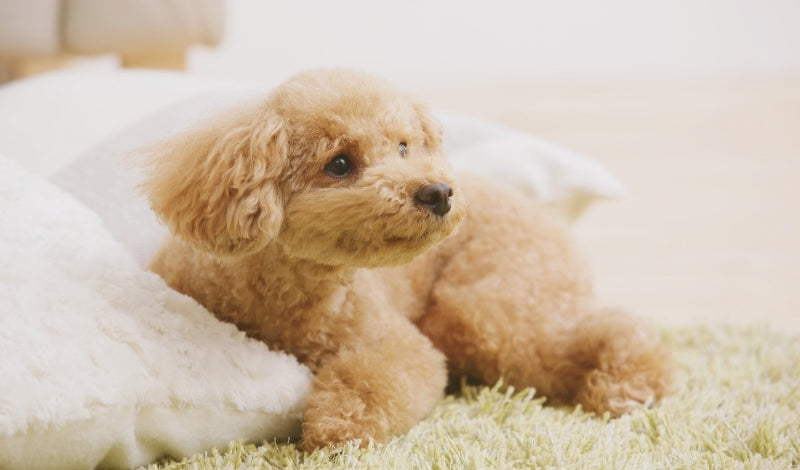 ブラッシングが苦手なトイプードル｜嫌がる原因とブラシ選び