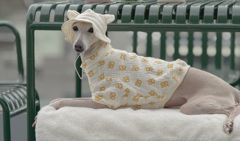 犬界のスーパーモデル、イタリアングレイハウンドってどんな犬種？