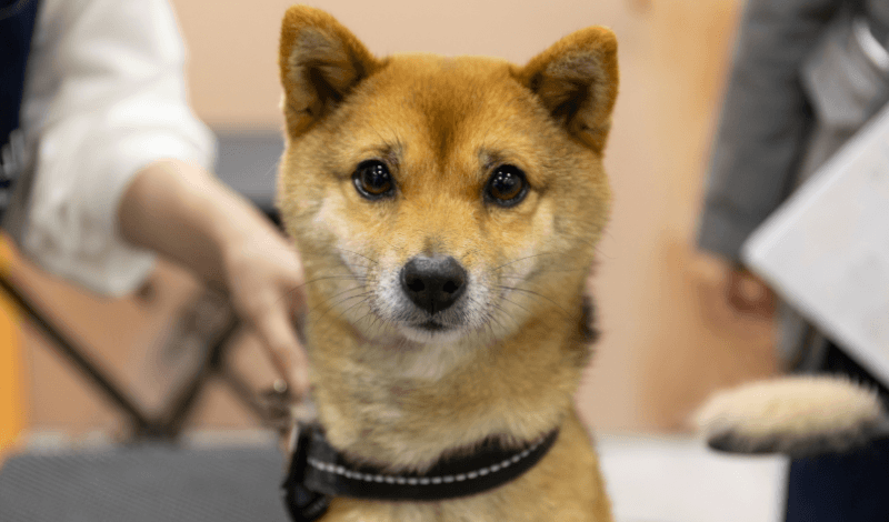 敏感肌の愛犬にもブラッシングは必要？ やさしく続けるためのブラシ選びとケア方法