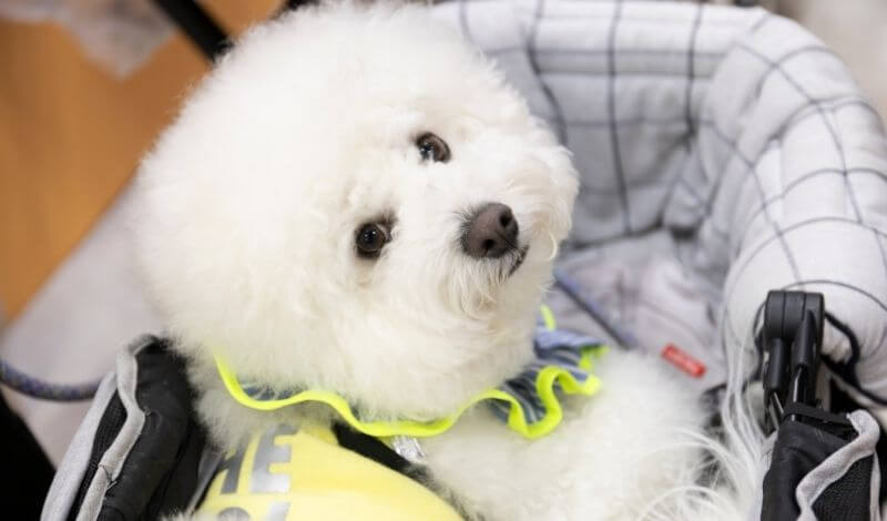 顔まわり・足先のブラッシング、どうしてる？愛犬が嫌がりやすい部分のケア方法
