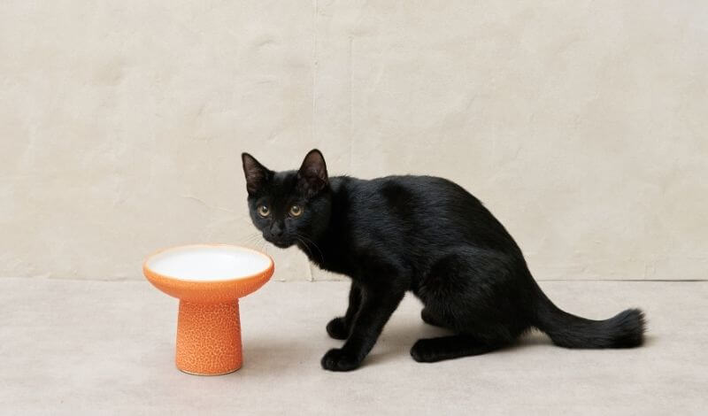 猫が食べやすい食器とは？毎日のごはん時間を考えたフードボール選び