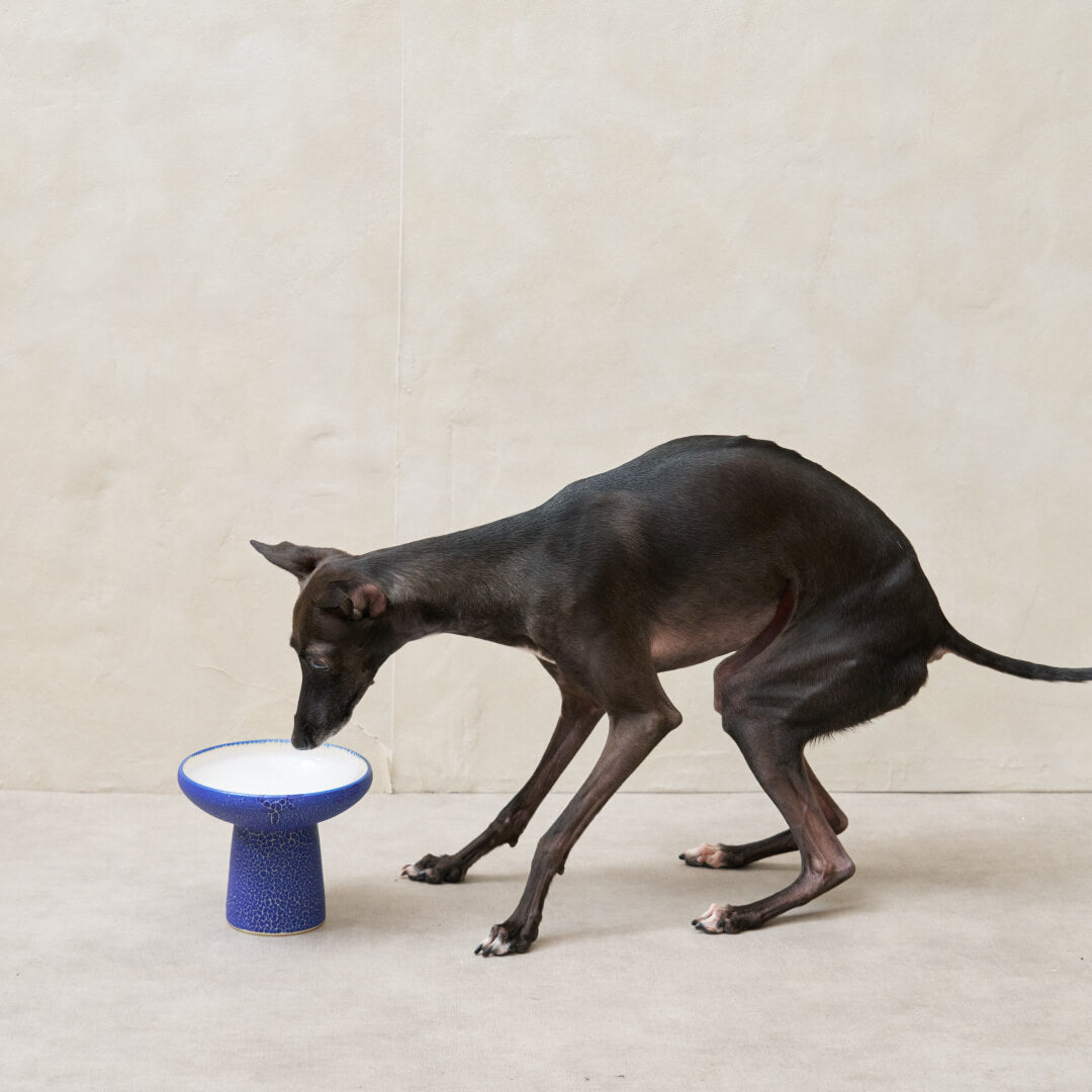 【Tails dish (テイルズ ディッシュ) 】KAIRAGI フードボウル
